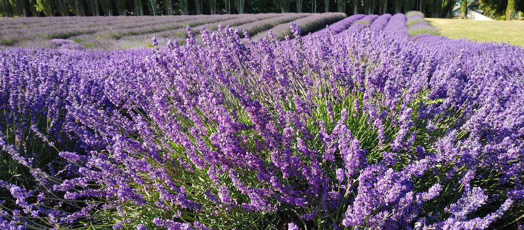 Live Royal Velvet Lavender Plant (Lavandula angustifolia)
