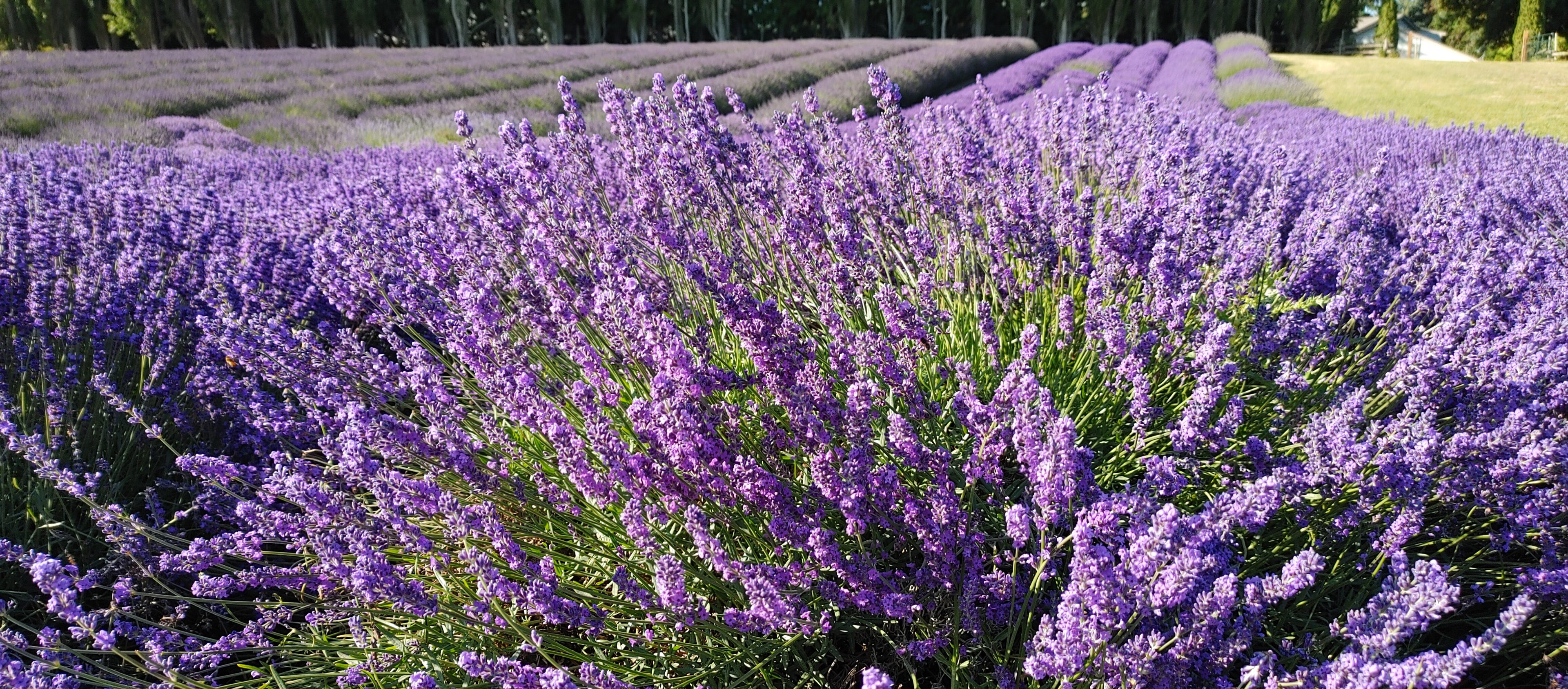 Live Royal Velvet Lavender Plant (Lavandula angustifolia)