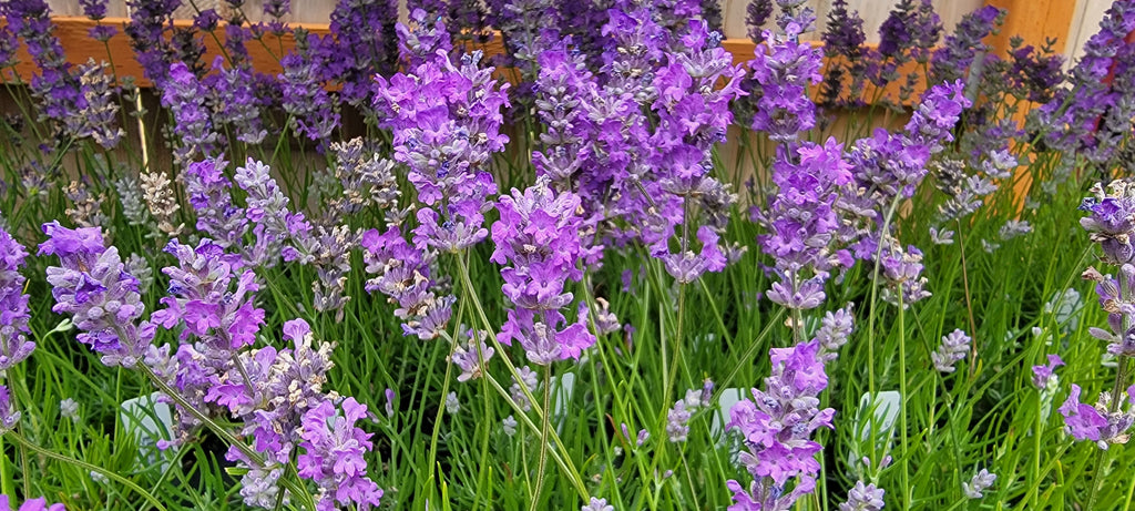 Live Royal Velvet Lavender Plant (Lavandula angustifolia)