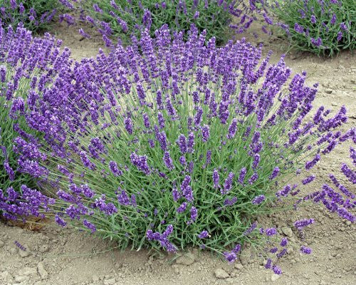 Live Royal Velvet Lavender Plant (Lavandula angustifolia)