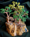 Copper Tree ? Mimosa Stump