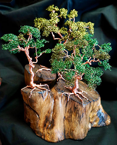 Copper Tree ? Mimosa Stump