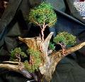 Copper Tree Driftwood with 5 trees