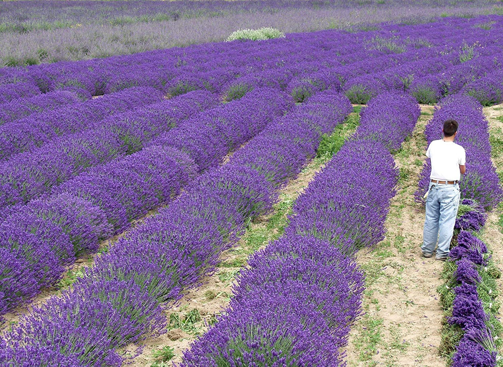 Live Royal Velvet Lavender Plant (Lavandula angustifolia)