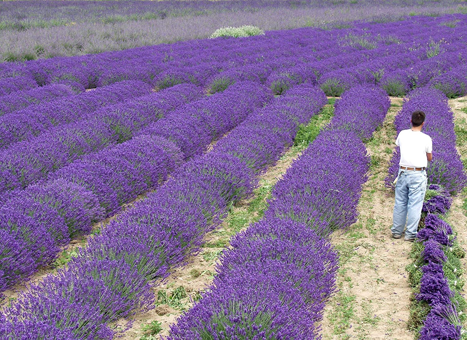 Live Royal Velvet Lavender Plant (Lavandula angustifolia)