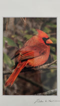 Photo - Male Northern Cardinal