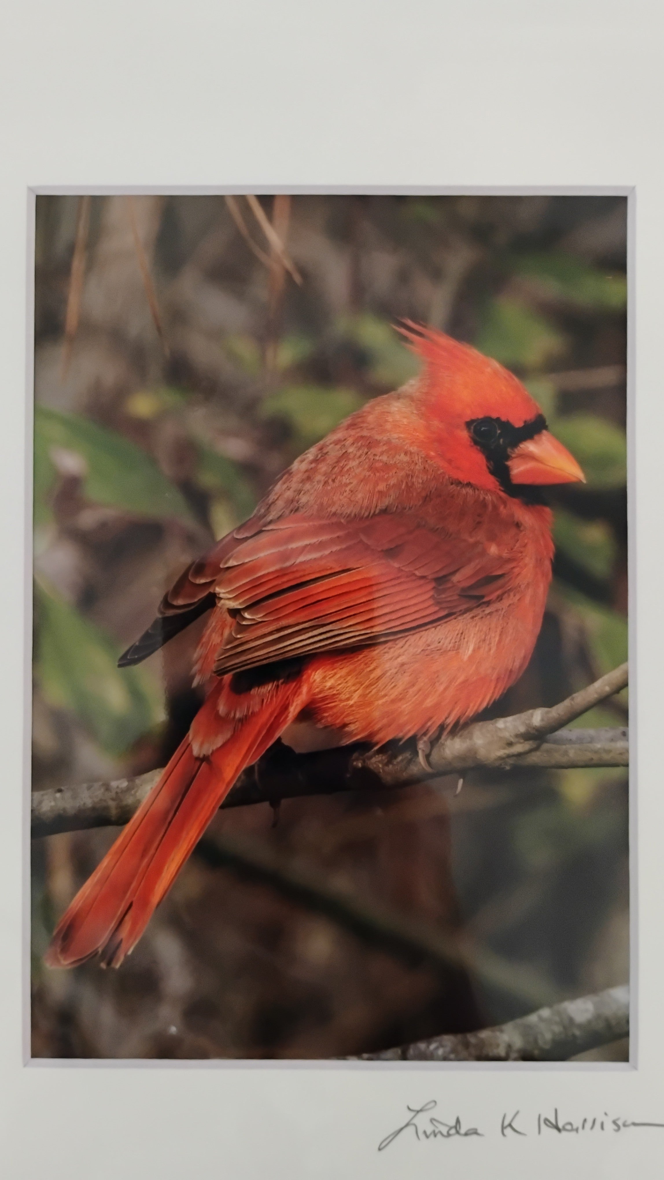 Photo - Male Northern Cardinal